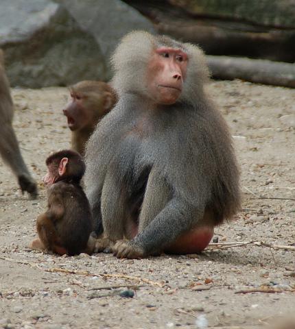 dierentuin emmen_0826